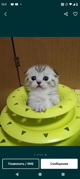 Продам отличных шотландских котят.