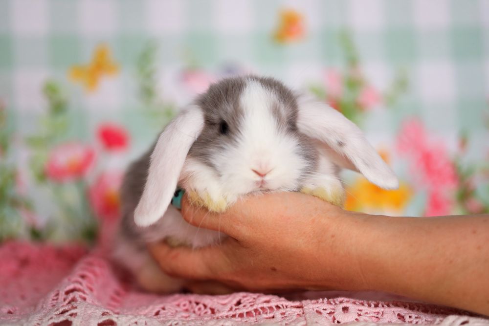 Кролики вислоухие питомник