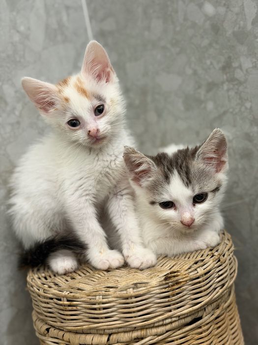 Puiuți de pisică pentru adopție