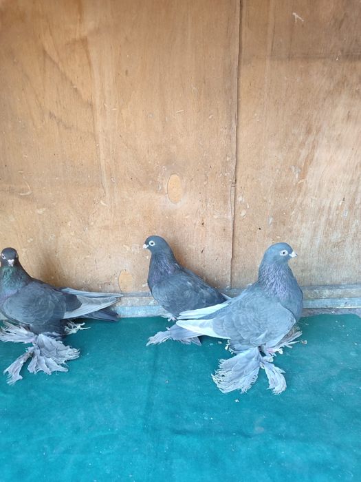 Продам голубей молодежь 2025 года
