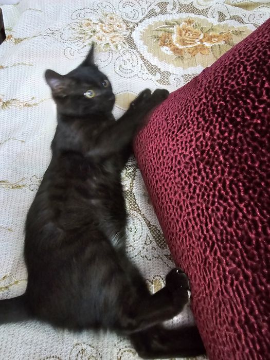Котенок мальчик...