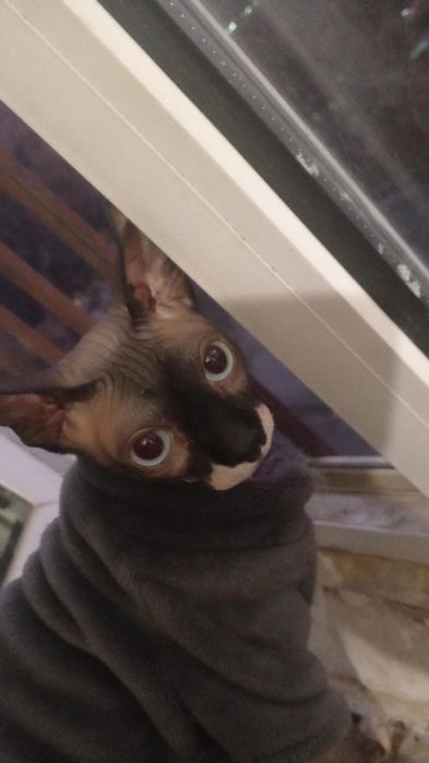 Чистокровный канадский сфинкс приглашает на вязку