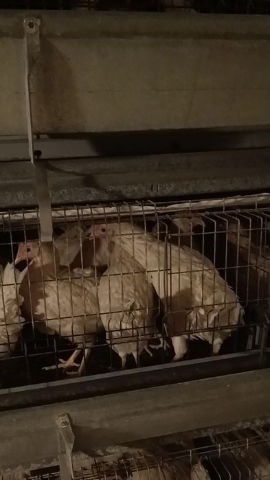 Sendi firma davlat tovuqlari sotiladi oshiqchasi bor abyom va dona