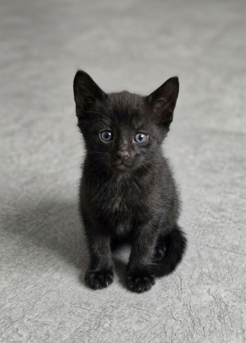 Бесплатно котята 3 мальчика