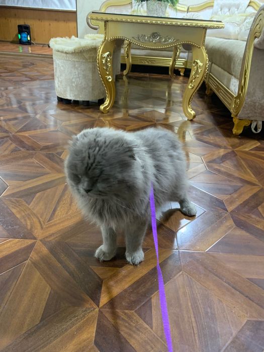 Oʻgʻil  vyazkaga tayyor toza zot