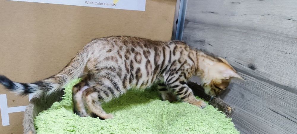 Бенгальские котята