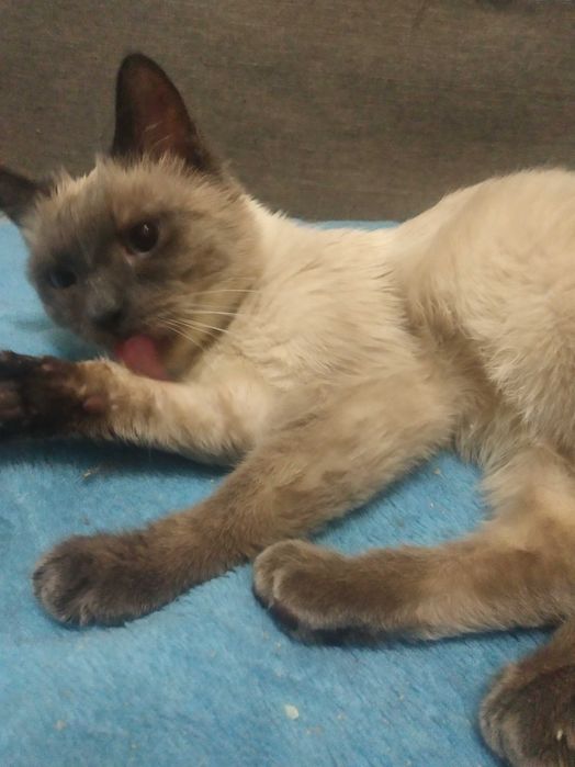 Тайские,подростки котятки