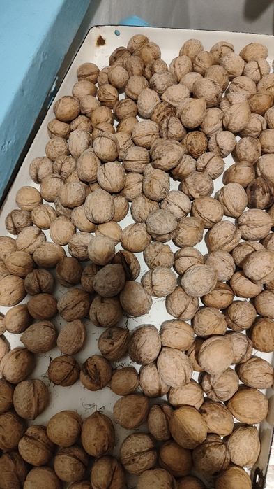 Продам орехи грецкие