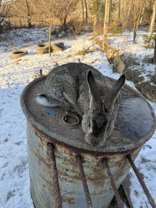 Vand masculi berbec german si comun