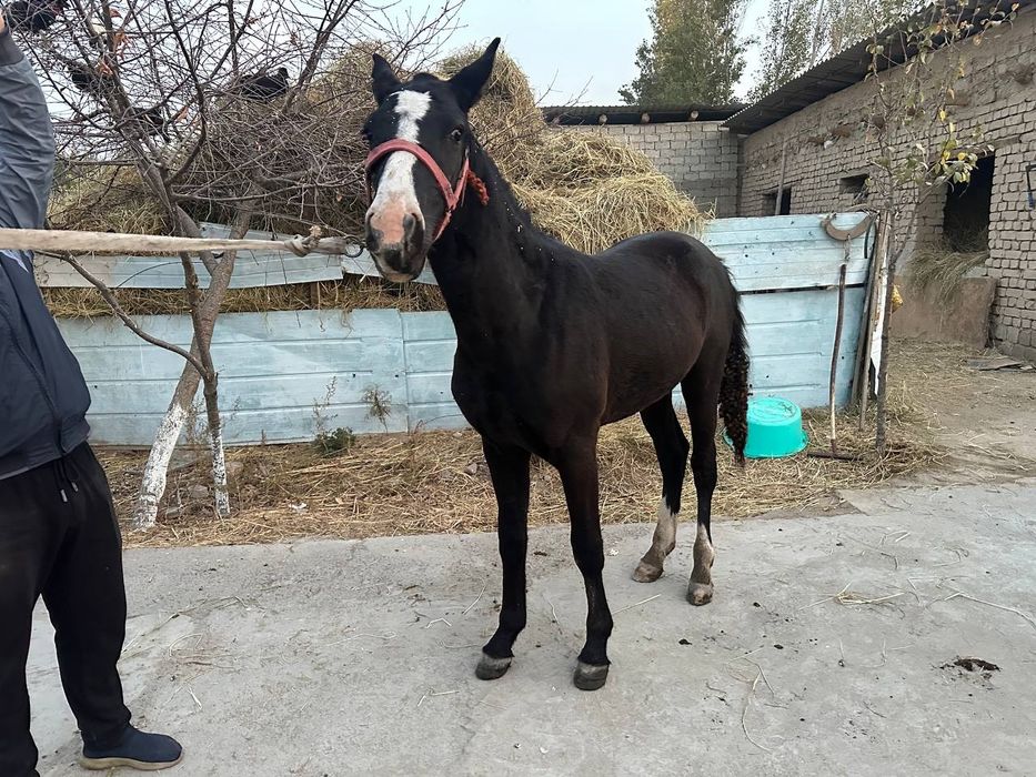 Лошадь Айгыр 1,5 года