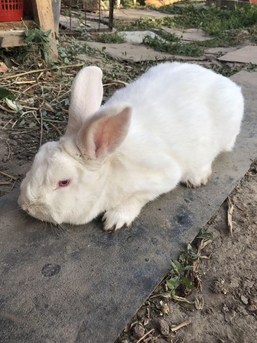 Кролики НЗБ