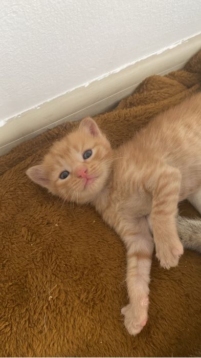 Отдам котят в хорошие руки