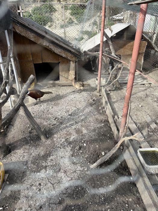 Продавам фазани-мъжки и женски