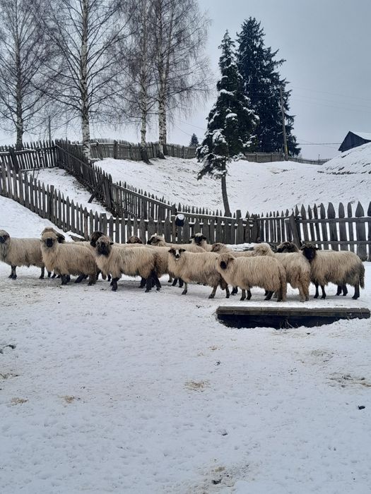 Vând 15 oi bucalai si un mior