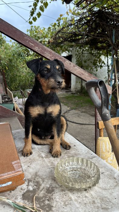 Потерялась собака в районе Иссыка!