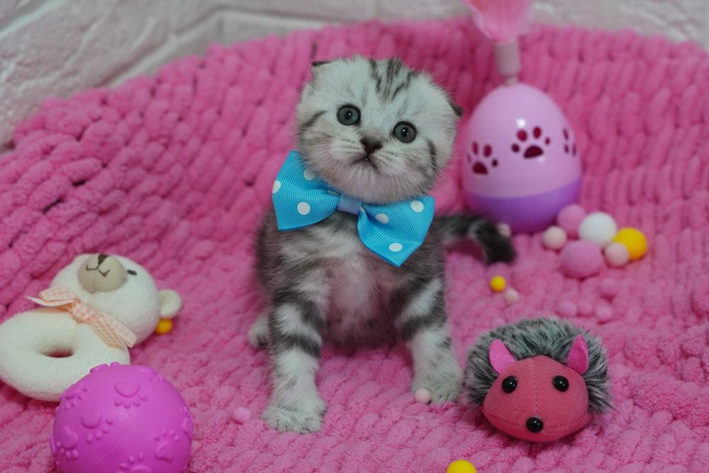 Шотландские Котята.
