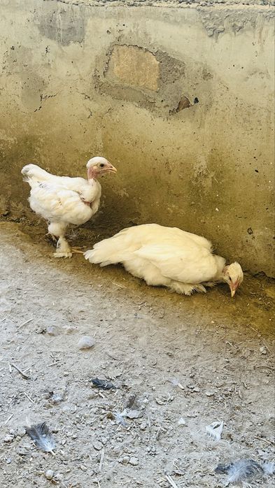 Golosheyka jujalar sotiladi 2 oylikdan oshdi