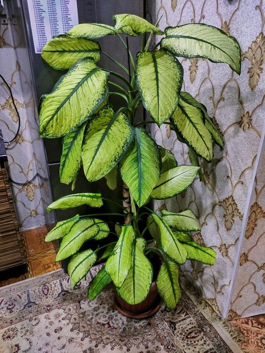 Растения. Доставка