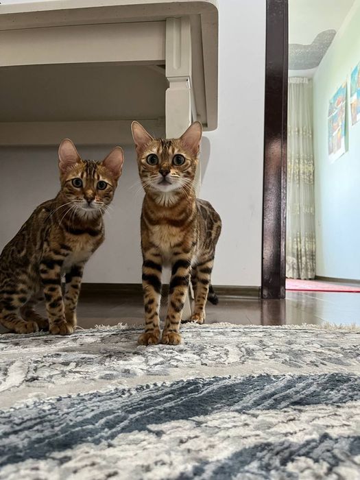 Бенгальская кошка