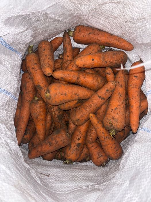 Продам морковку едовую