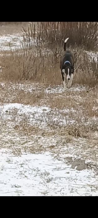 Продам суку Грейхаунд