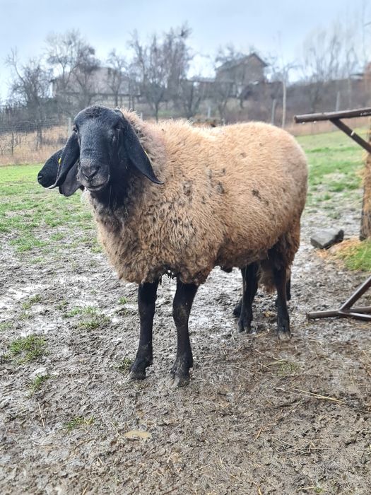 Vând berbec carabaș pentru rudă
