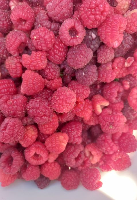 Саженцы  малины бабье лето