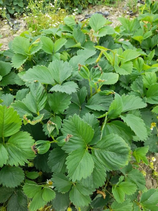 Рассада клубники клубнай кучат