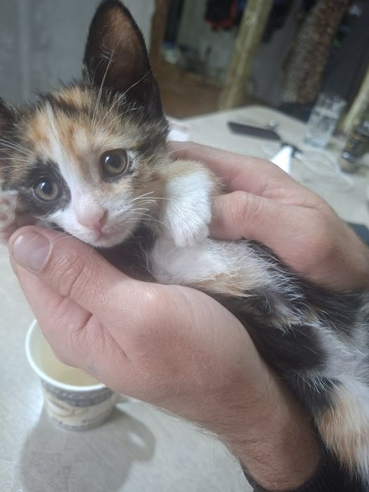 Кошечка 3 месяца