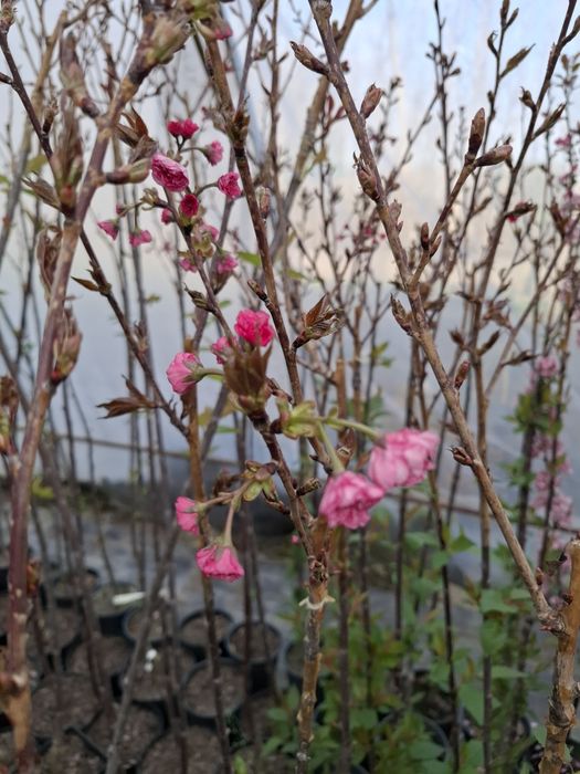 Червенолистна японска вишна Burgundy