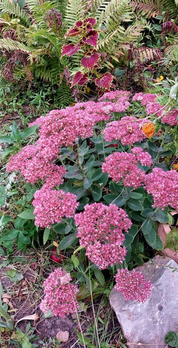 Продам дачу, район Телецентра СО "Кристалл"