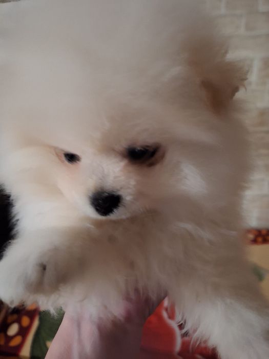 Pomeranian baietel alb