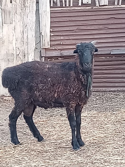 Продам жирных кошкаров