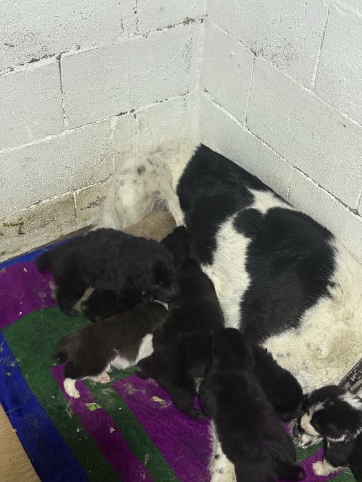 Төбет Алабай САО күшіктері