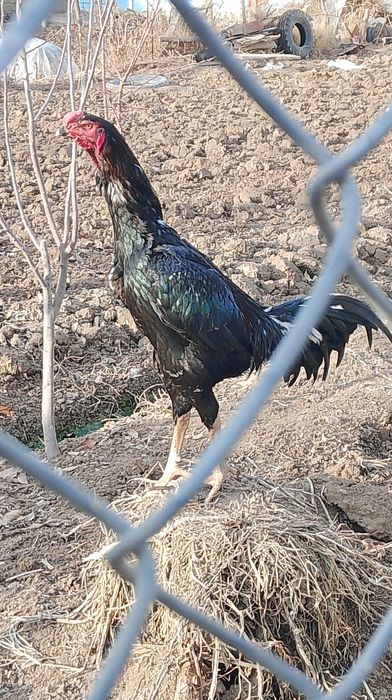 Дакан семейка сатылады