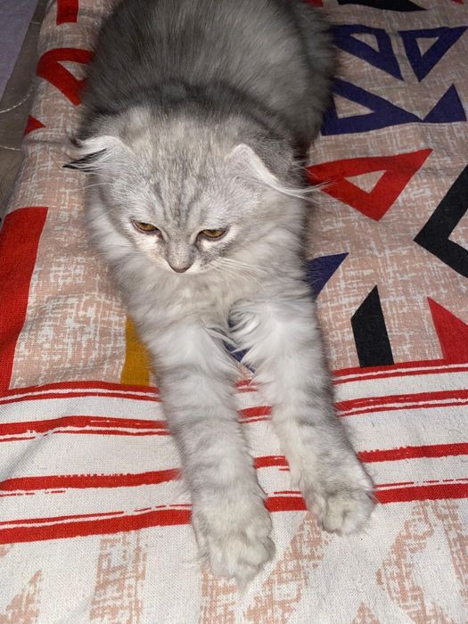 Шотландский мысык сатылады