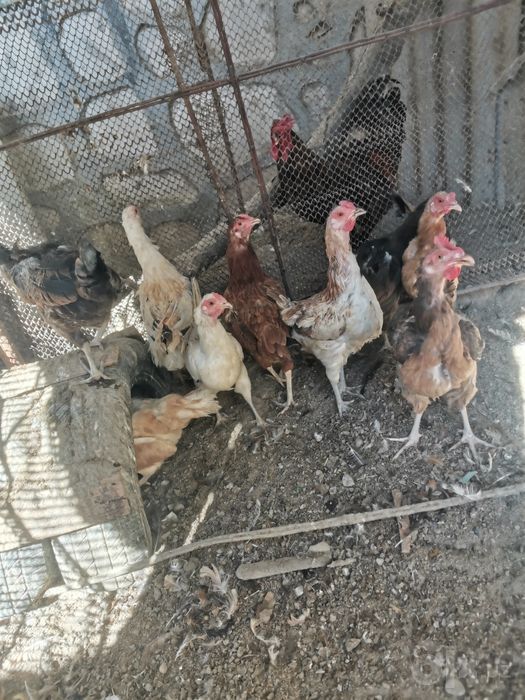 Zottor xo'roz va tovuqlar sotiladi