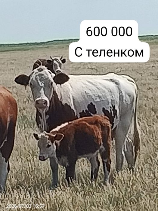 Продается скотина