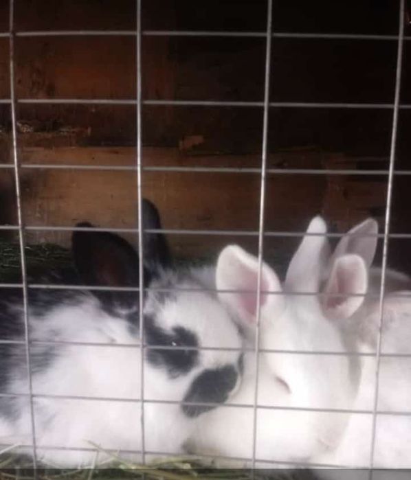 Кралята виликаны прадам