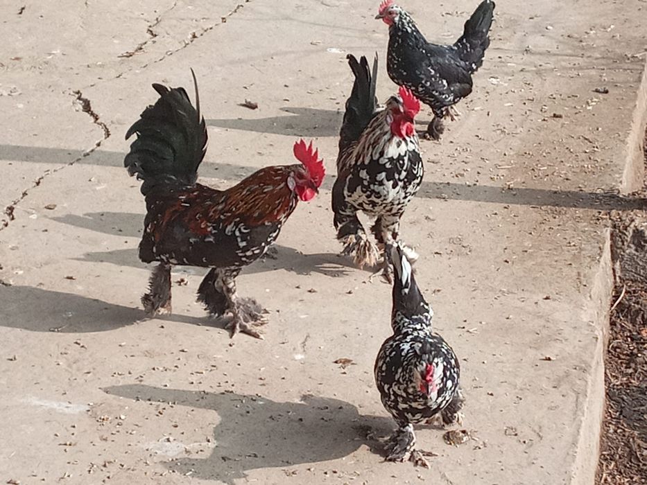 Тауық                              сатылады