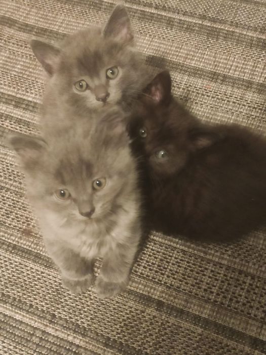 Отдам котят в доброе руки