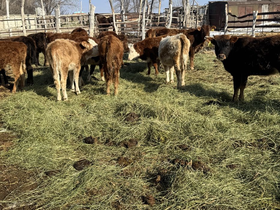 Продам телят ( телки подсосные)