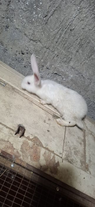 К р о л ь ч а т а