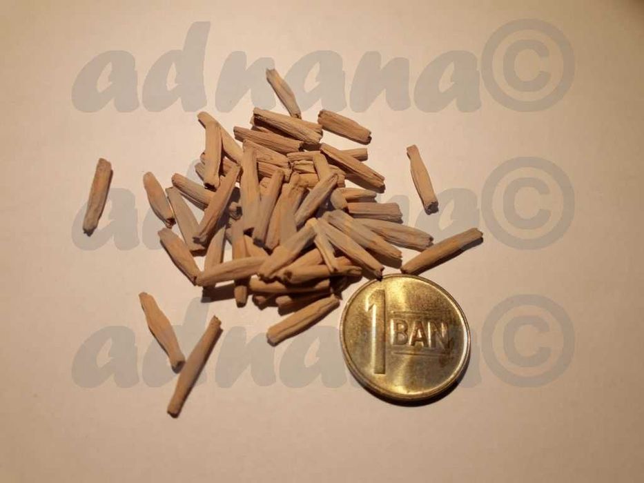 Plic a cate 12 seminte Plumeria Frangipani Rubra si Adenium Obesum