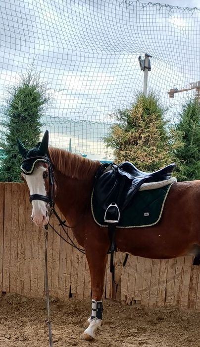 конный спорт лошади