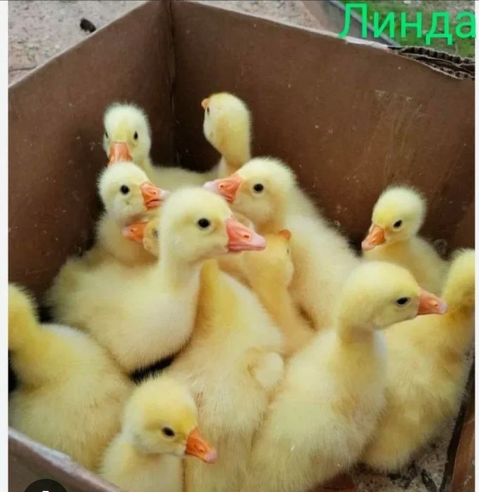 Гусята порода линда
