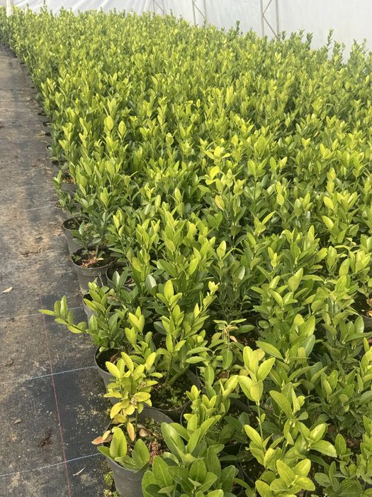 3 цвята евонимуси