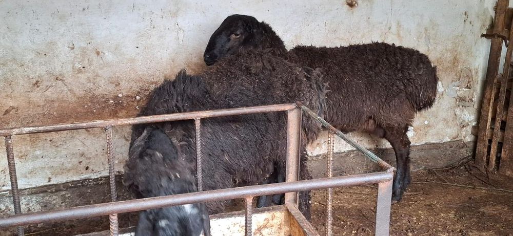 2 кошкар сатылады