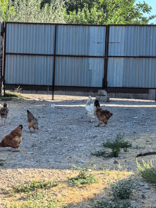 Продаётся курица