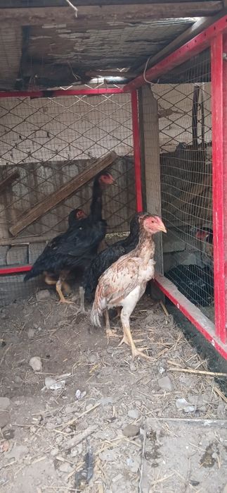 Куланги жужала сотилоди , 1 хуроз 5 товук , 4 айлик, 250дан галишилади